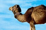 arabian-camel_milk.jpg